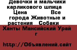 Девочки и мальчики карликового шпица  › Цена ­ 20 000 - Все города Животные и растения » Собаки   . Ханты-Мансийский,Урай г.